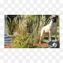 犬种斯鲁吉鞭打大丹麦草-空若网 犬种斯鲁吉鞭打大丹麦草-空若网