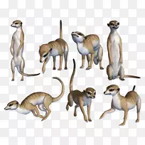 Meerkat陆地动物野生动物.猫鼬-空若网 Meerkat陆地动物野生动物.猫鼬-空若网