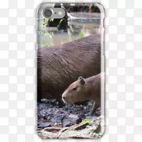 水豚水獭动物鼻子野生动物-水豚-空若网 水豚水獭动物鼻子野生动物-水豚-空若网