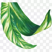 新市场酒店直接推出数码立体街叶菜单-叶蒙斯特拉-空若网 新市场酒店直接推出数码立体街叶菜单-叶蒙斯特拉-空若网