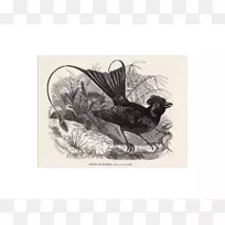 昆虫鸟类蝶画动物.昆虫-空若网 昆虫鸟类蝶画动物.昆虫-空若网