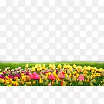 电脑显示器液晶显示器数字路标触摸屏屏幕上显示郁金香花-空若网 电脑显示器液晶显示器数字路标触摸屏屏幕上显示郁金香花-空若网