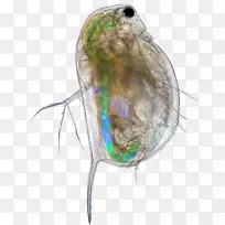 À¥³æ³£¼ûË®Ôé΢ËÜÁÏ¿ÆÑ§PLOSÒ»³æ-¿ÕÈôÍø À¥³æ³£¼ûË®Ôé΢ËÜÁÏ¿ÆÑ§PLOSÒ»³æ-¿ÕÈôÍø