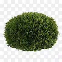 草本灌木-柏树科-空若网 草本灌木-柏树科-空若网