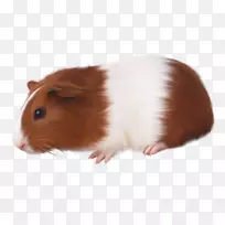 ��������Խ����-������