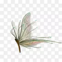 蝴蝶昆虫-空若网 蝴蝶昆虫-空若网