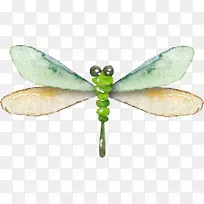 蜻蜓昆虫数据压缩.漂亮蜻蜓-空若网 蜻蜓昆虫数据压缩.漂亮蜻蜓-空若网