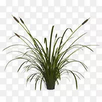 植物茎叶芦苇-空若网 植物茎叶芦苇-空若网