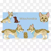 ���������ӣ�β�ͣ�С��-������