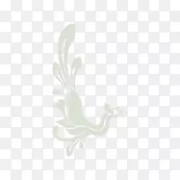 羽毛喙-空若网 羽毛喙-空若网