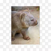 �Ĵ����Ǵ�������Ƭ����Ʊ���ʾ�-�Ĵ�����-������