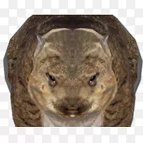 袋熊啮齿动物毛皮陆生动物鼻子-袋鼠-空若网 袋熊啮齿动物毛皮陆生动物鼻子-袋鼠-空若网