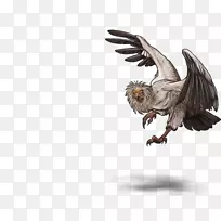 秃鹰埃及秃鹫-空若网 秃鹰埃及秃鹫-空若网