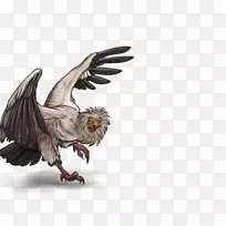 秃鹰狮子鸟埃及秃鹰-狮子-空若网 秃鹰狮子鸟埃及秃鹰-狮子-空若网