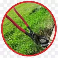 草坪草树-空若网 草坪草树-空若网