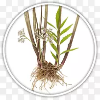 ���Ӳ�ֲ��-������