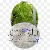 Ҷ�˲ݿ�-�Ӳ�-������