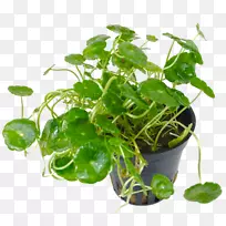 ���̲��˻���Ҷ���ȴ�ֲ��-������