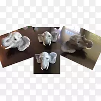 动物毛鼻-象头-空若网 动物毛鼻-象头-空若网