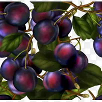 丹森葡萄-空若网 丹森葡萄-空若网