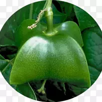 Miraflres��Boyac��plukenetia volbilis vera����-Sacha inchi-������