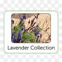 英国薰衣草蓝帽野花植物园-空若网 英国薰衣草蓝帽野花植物园-空若网