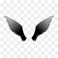 白颈-空若网 白颈-空若网