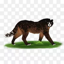 大猫陆生动物美洲狮野生动物-猫-空若网 大猫陆生动物美洲狮野生动物-猫-空若网