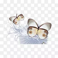 蝴蝶昆虫绘图-蝴蝶-空若网 蝴蝶昆虫绘图-蝴蝶-空若网