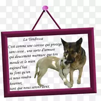 狗繁殖小狗带鼻子-小狗-空若网 狗繁殖小狗带鼻子-小狗-空若网