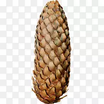 针叶锥-相当长的锥-空若网 针叶锥-相当长的锥-空若网