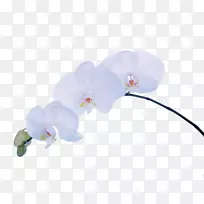 飞蛾兰花桌面壁纸花-空若网 飞蛾兰花桌面壁纸花-空若网