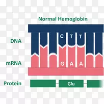 Ѫ�쵰����״ϸ������ʹRNA������ͻ��-������