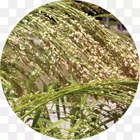 甜草商品草-空若网 甜草商品草-空若网