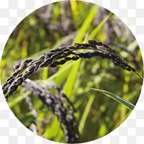 ��Ʒ޹�²�-������