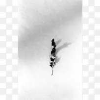 昆虫白虫-空若网 昆虫白虫-空若网