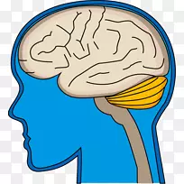 ��Ѫ�ܲ�×��ѧ�л���-��-������