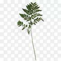 维管植物花茎植物-空若网 维管植物花茎植物-空若网