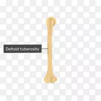 �׳�-������