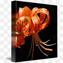 ������Ӱ-���ٺ�-������