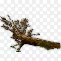 树枝、树干、树枝、原木-空若网 树枝、树干、树枝、原木-空若网