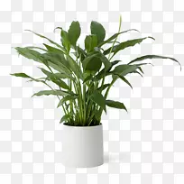 叶花盆栽植物草植物茎叶-空若网 叶花盆栽植物草植物茎叶-空若网