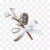 Dachshund SpA Charleroi poil���͸߶������-uisque-������