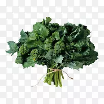 草本植物展示解析式剪贴画-卷心菜-空若网 草本植物展示解析式剪贴画-卷心菜-空若网