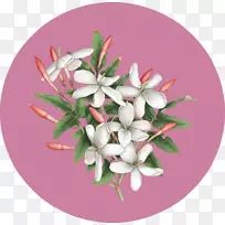 香水茉莉花香水-空若网 香水茉莉花香水-空若网