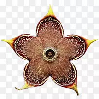 对称仙人掌花-空若网 对称仙人掌花-空若网