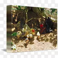 鸡树-鸡-空若网 鸡树-鸡-空若网