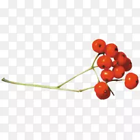 剪贴画-樱桃-空若网 剪贴画-樱桃-空若网