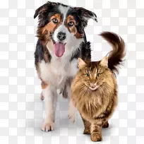 猫食狗猫关系猫-空若网 猫食狗猫关系猫-空若网