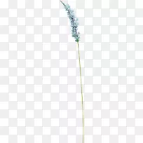 草、花、植物、茎角、薰衣草-滑稽的猫草-空若网 草、花、植物、茎角、薰衣草-滑稽的猫草-空若网